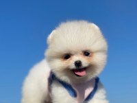 Pomeranian teddy sizler için Ankarada