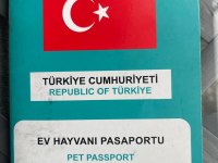 Kısır British Longhair yeni yuvasını arıyor