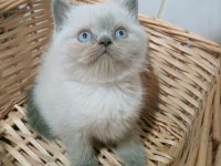 Mavi Gözlü Blue Point British Shorthair Yavrular