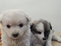 Siyah beyaz 2 aylık yavru köpeğimiz