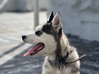 Safkan sibirya kurdu orjinal rusyadan getirdim