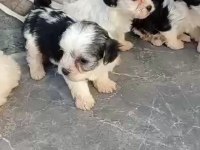 Mini Boy Maskeli Morkie Yavrular