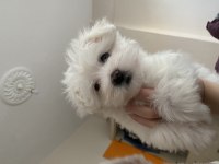 Maltese terrier 0 numara 53 günlük dişi yavru