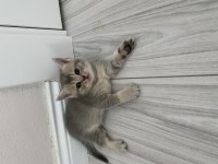 Scottish fold ve scottish straight kediler için ulaşın