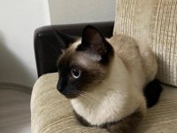 11 AYLIK SİYAM KEDİSİ DİŞİ