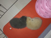 British shorthair yavrularımız yeni sahiplerini bekliyor