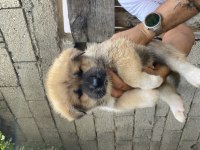 Akita Bebekler