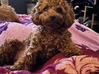1 Yaşında Dişi Toy Poodle