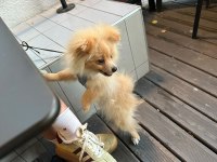 Pomeranian köpeğimiz Boykamıza güzel bir yuva