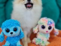 Şecereli Teacup Pomeranian Yavrularımız