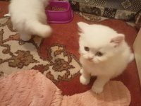 British longhair ve scottish yavrularim