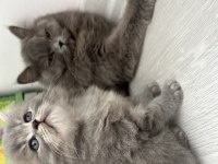British Longhair Sahiplendirme