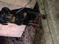 Eğitilmeye hazır yavru rottweiler