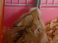 GONZALEZ HAMSTER SÜTLÜ KAHVE