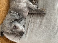 Köpeğimize yeni yuva arıyoruz