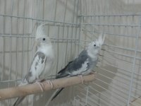 Sultan papağanı white face takım