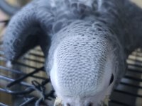 Bebek jako papağanı bir bacağı içeri basmaktadır
