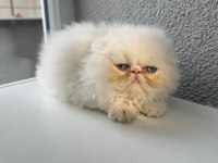 İRAN PERSİAN 2 AYLIK DİŞİ