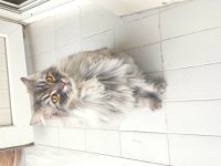 2 yaş kısır çipli aşılı british longhair erkek