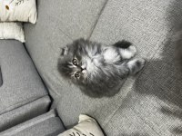 İpek Tüylü Scottish Longhair Yavru
