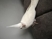 Albino sultan papağanı