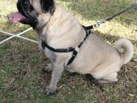 Tuvalet eğitimli son derece uysal pug