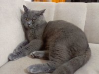 British shorthair kedisi