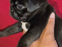 Egzotik Renk Pug Mops Yavruları
