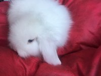 HOLLANDA LOP TAVŞAN