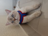 Secereli safkan british blue point