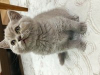 2 aylık dişi british shorthair
