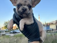 Egzotik french bulldog