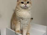 British Ny12 Erkek Kedi