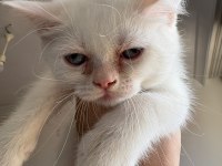 Güzeller güzeli british shorthair dişi