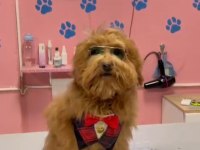 Maltipoo Yavrular