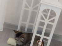 Sevimli oyuncu british shorthair yavrular