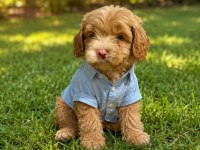 MUHTEŞEM POODLE MİNİKLER