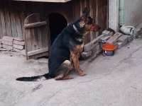 3 yaşında Alman Kurdu K9 Erkek