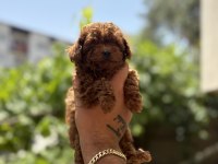 Orjinal kore toy Poodle bebekler son 2 erkek kaldı