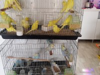 Muhabbet kuşu yavru çift erkek dişi