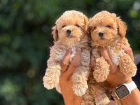 BÜYÜMEYEN AŞILI ÇİŞ EĞİTİMLİ MALTİPOO BEBEKLER
