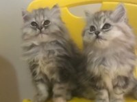 Silver British Longhair Yavrular