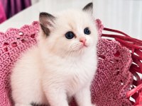 Full Şecereli Ragdoll Yavruları
