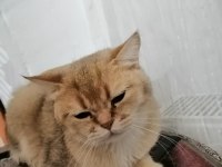 Güzel gözlü british shorthair kızımızı ücretsiz