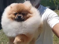 Orijinal pomeranian boo