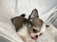 biblo bebek chihuahua