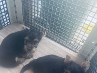 Safkan 2 minik erkek yorkshire terrier
