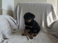 Rottweiler safkan alman yavru