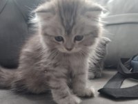 British shorthair bebeklerime güzel yuva arıyorum