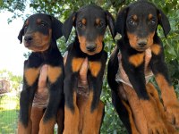 Doberman yavrumuz